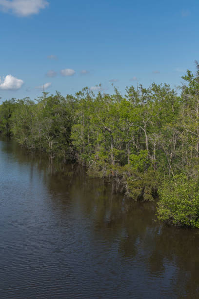 istock Tall trees in a river shore in a vertical shot view at Navarre, Florida 1464323863