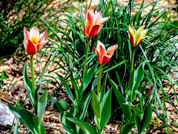 istock beautiful delicate multicolored tulips in the garden, macro 1464325348