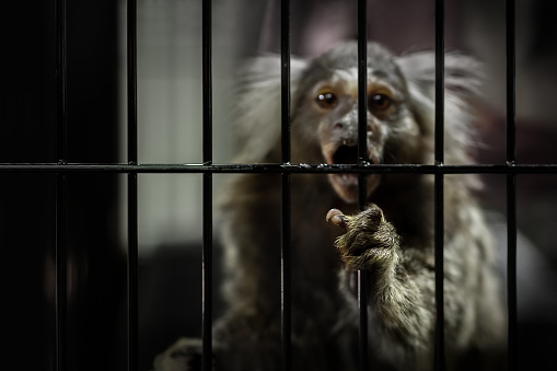 Focus to the hand of blurred White-tufted ear Marmoset. This monkey was rescued by animal rescue center and being released back into the wildlife sanctuary already. Image for Apes protective concept.