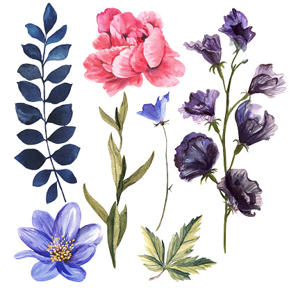 big set of spring flowers. Lilac and purple flowers on a white background. Watercolor illustration.
