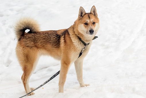 West Siberian adult hunting dog Laika on a winter walk in full growth.