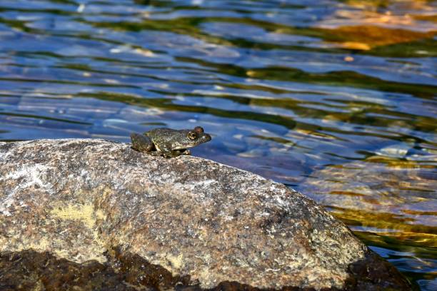 istock Kajika frog croaking on stones in mountain stream 1464332624
