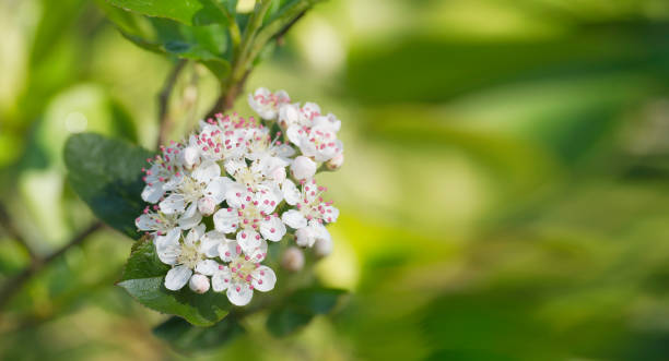 istock Blooming apple tree branch against green foliage 1464333718