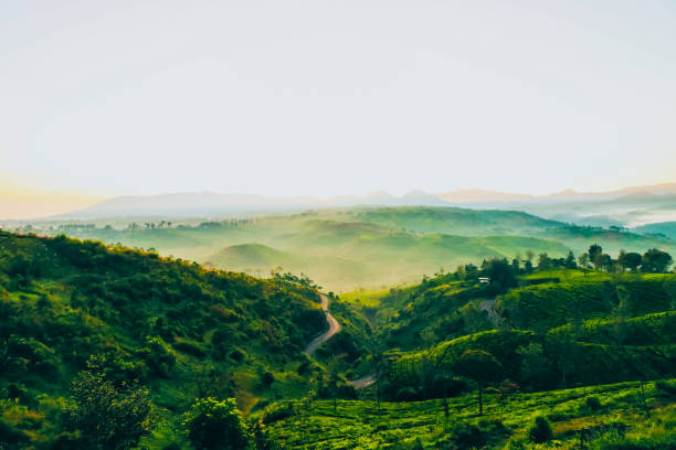 istock Pangalengan tea garden 1464334012