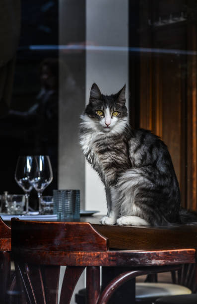 istock Beautiful cat sitting in a luxury house 1464337304
