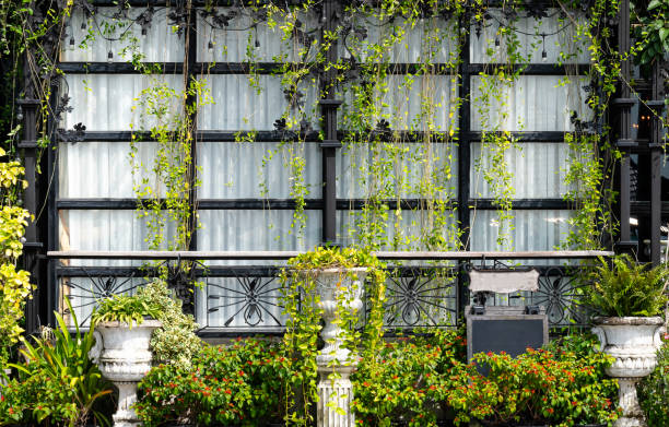 istock Creeping plant cover on glass window 1464338950