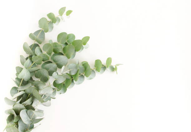 istock Eucalyptus leaves frame top view isolated on a white background with copy space .floral card, template 1464340363