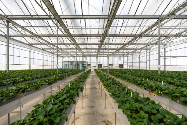 system szklarniowy do uprawy truskawek. aluminiowa szklana konstrukcja ścienna z wodą, systemem oświetlenia i ocynkowanymi wentylatorami skrzynkowymi. - greenhouse plant nursery plant lighting equipment zdjęcia i obrazy z banku zdjęć