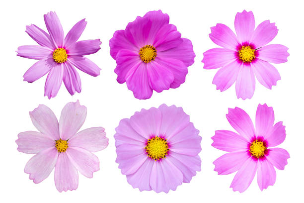 istock Beautiful Cosmos Flower isolated on white background 1464340796