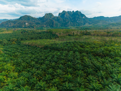 Aerial view of huge palm oil trees plantation in Thailand