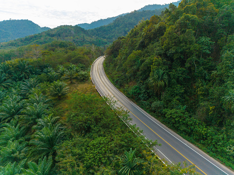 Aerial view of road through the palm oil tree plantation in Thailand