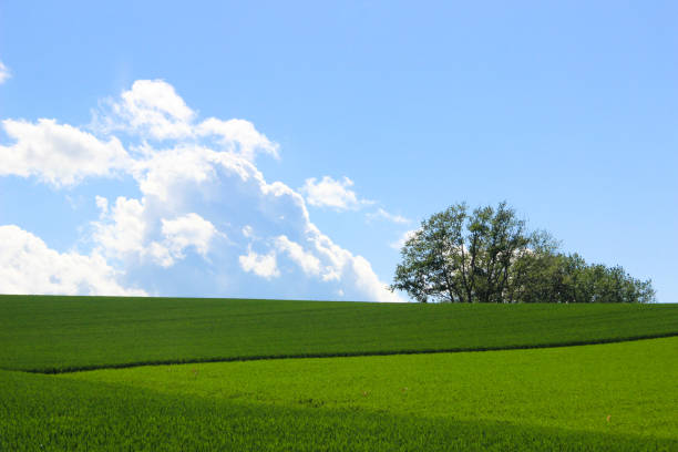green wheat field and blue sky