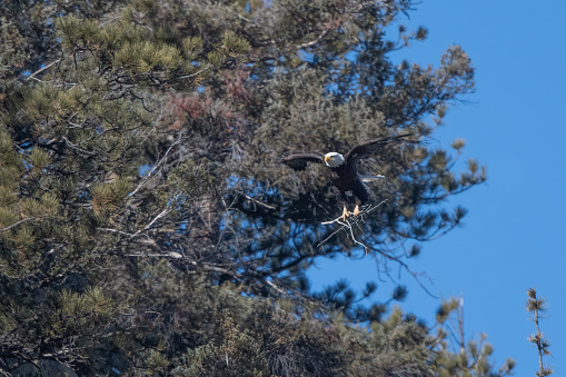 Bald Eagle in flight carrying sticks near Lake George, Colorado in western USA, North America. Nearby cities are Colorado Springs and Denver, Colorado. Lake George is a one hour drive from Colorado Springs. near Pikes Peak.