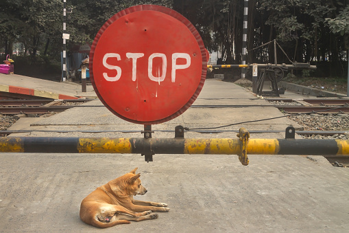 street dog sit down stop bord