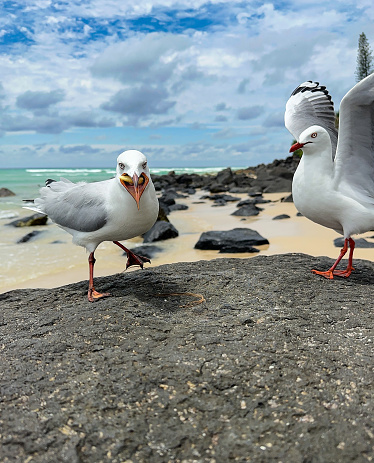 Two seagulls on a rock at the beach.