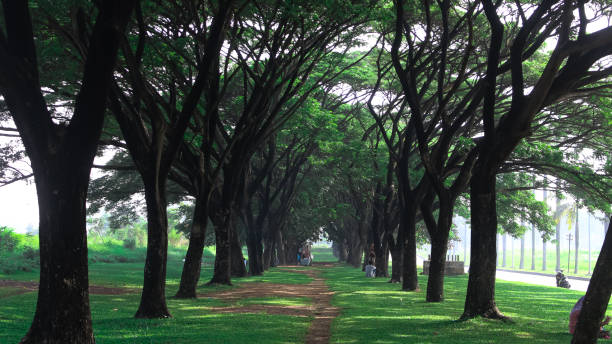 istock Shady trees make city parks cool 1464346108