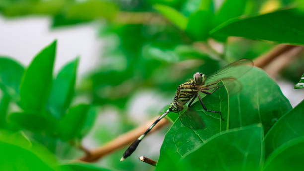 istock Cordulegaster boltonii dragonfly perched on green leaf 1464346111