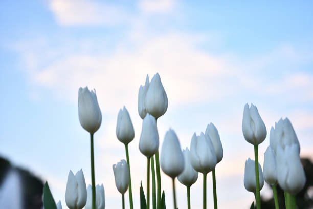istock Lonely winter tulips at dusk. 1464347500