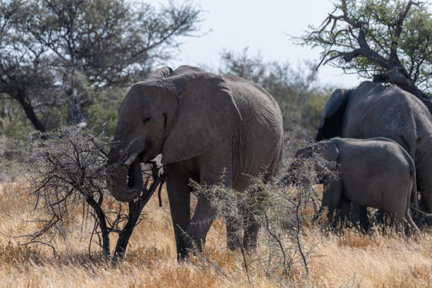 istock Elephant herd grazing in Etosha 1464347629