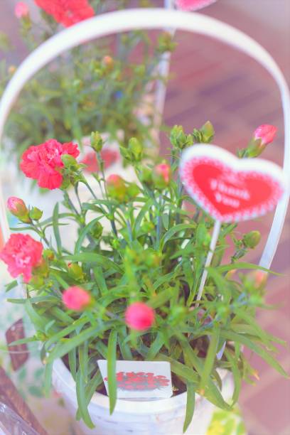 istock Carnation flower arrangement for Mother's Day gift. 1464350105