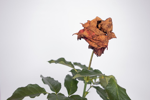 Conceptual image of withered rose over white background.\nThe end of a love ,withered love.