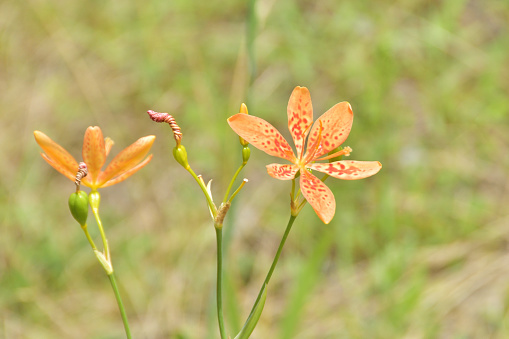 Blackberry lily flowers blooming in the field.