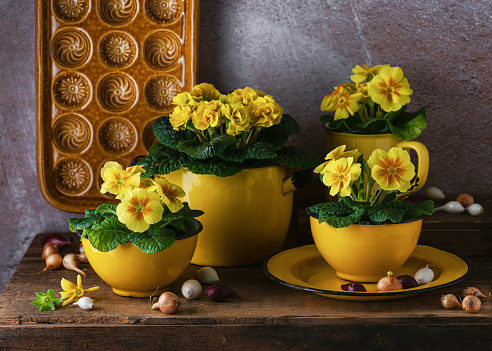 Beautiful spring floristic arrangement with yellow, orange primula flowers in vintage enamel cups and pots. Rustic home decor concept.