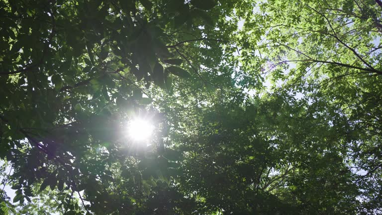 Panorama view Green jungle trees sun beams through nature foliage against sky forest. wide  short POV Camera.