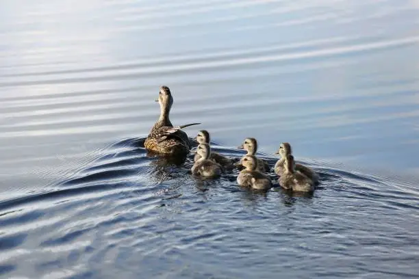 Photo of cute ducklings (duck babies) following mother in a queue, symbolic figurative harmonic peaceful animal family portrait, at Bombay Hook National Wildlife Refuge, Delaware, USA