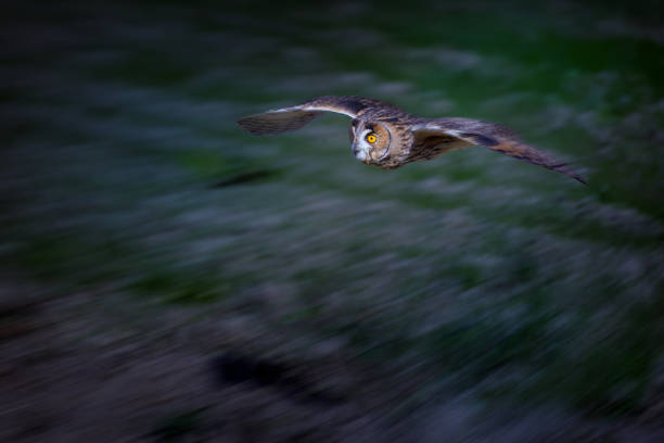 Asio otus, also known as the northern long-eared owl or, more informally, as the lesser horned owl or cat owl, is a medium sized species of owl with an extensive breeding range.