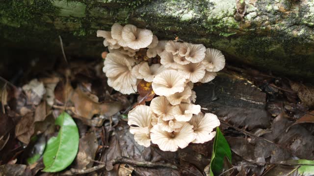 White Fungi growing on forest floor