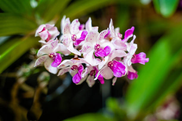 Beautiful purple orchid flower,  Rhynchostylis gigantea orchids are planted and bloomed in the garden. soft focus. Beautiful purple orchid flower,  Rhynchostylis gigantea orchids are planted and bloomed in the garden. soft focus. rhynchostylis gigantea orchid stock pictures, royalty-free photos & images