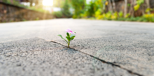 Pink flower growing through crack pavement.