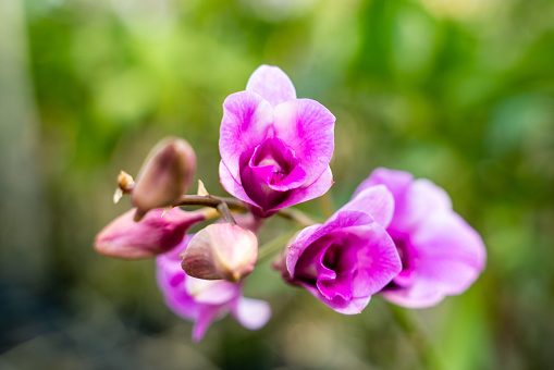 Flower of Dendrobium Sonia (white and pink color combination), a Beautiful purple orchid flower in the garden. soft focus.