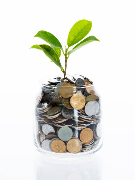 istock Green plant growing from coin jar on white background 1464364455
