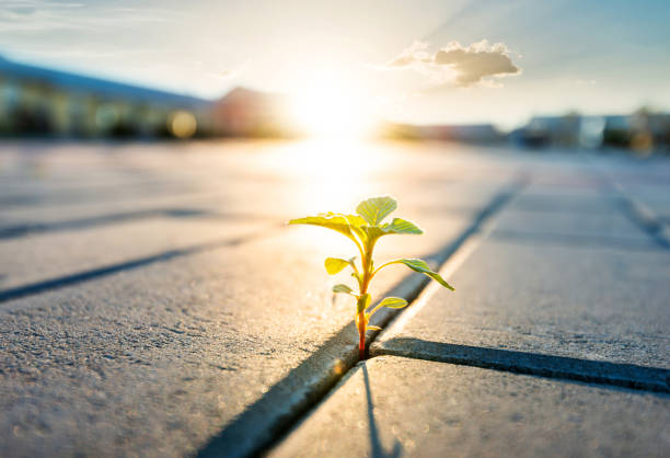 istock Young plant growing from brick road 1464364621