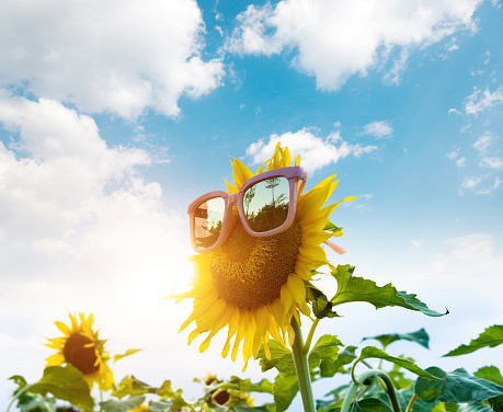 Yellow sunflower with sunglasses in the field