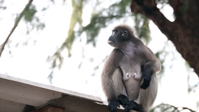 lemur monkey