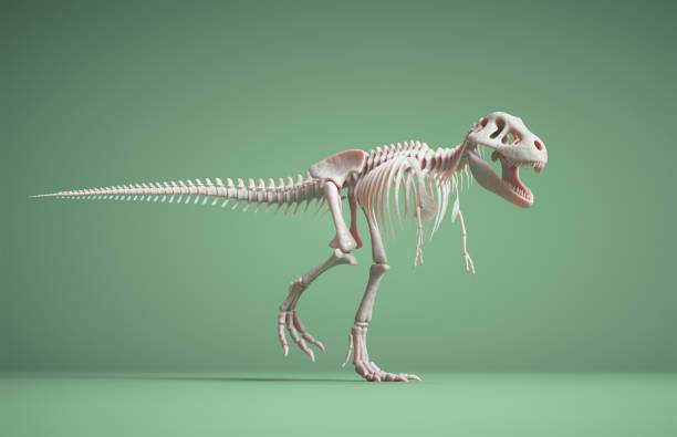 esqueleto de t rex aislado sobre fondo verde. - dinosaur fossil tyrannosaurus rex animal skeleton fotografías e imágenes de stock