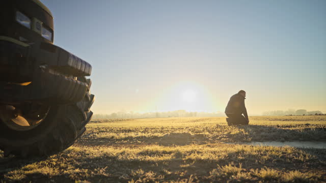 Male farmer inspecting crop in sunny rural field at sunrise