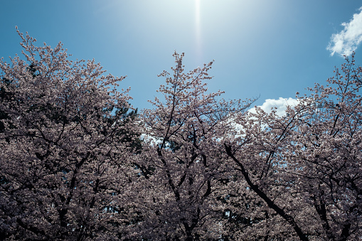 Cherry blossoms shining in the blue sky