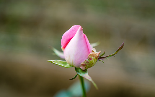 Beautiful rose flower bloom in the garden in spring in istanbul Turkey