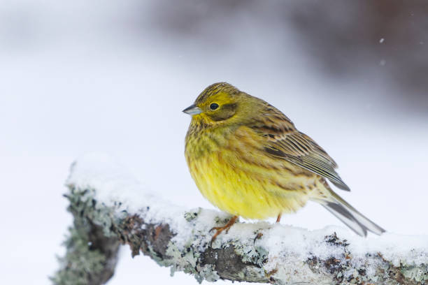 istock Yellowhammer (Emberiza citrinella) sitting on a snowy branch in winter. 1464369321