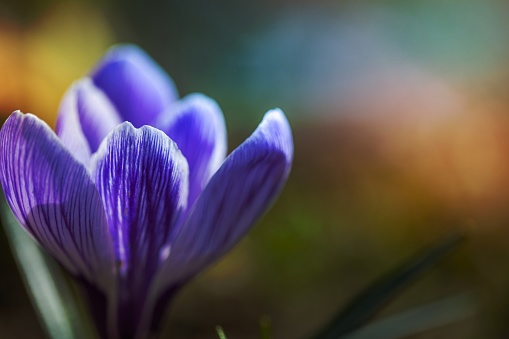 Beautiful soft spring flowers, blurred bokeh nature landscape. crocus in front of the sunset, with soft sunset bokeh
