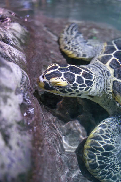 istock Sea turtle hawksbill head close-up partial detail 1464373242