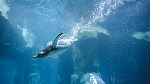 istock Penguin plunges into the water, swims and dives quickly 1464373246