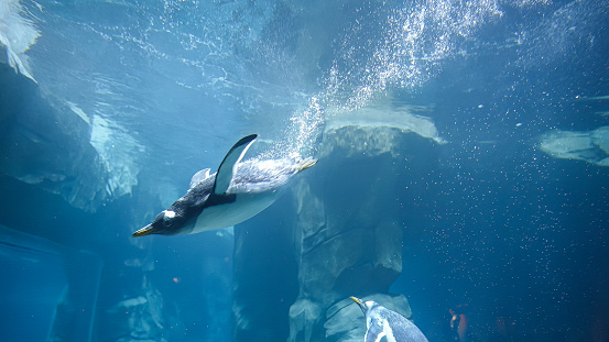 Penguin plunges into the water, swims and dives quickly