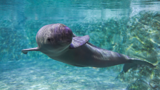 The finless porpoise swims underwater and says hello, cute
