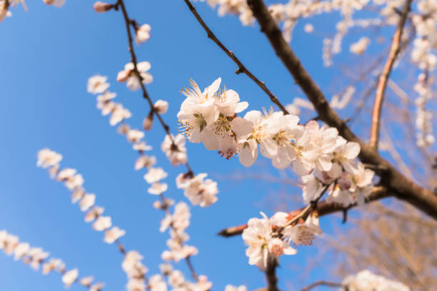 Japanese plum blossoms in spring