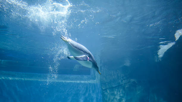 istock Penguin plunges into the water, swims and dives quickly 1464374742